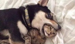 狗子的最新爆料是什么,揭秘娱乐圈惊人内幕