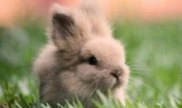 吃瓜的兔子小说免费阅读,揭秘小说世界中的奇幻冒险之旅