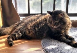 爆料圈养猫咪可以养吗视频,视频爆料背后的养猫之道