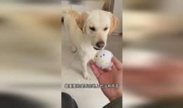 狗子的最新爆料是什么,揭秘娱乐圈惊人内幕