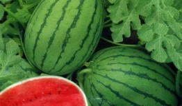 吃网红瓜的平台叫啥名字,揭秘热门话题背后的秘密