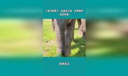 娱乐吃瓜小象是谁,网络红人的崛起之路