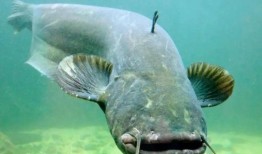 北极鲶鱼 爆料视频大全,独家爆料视频大盘点