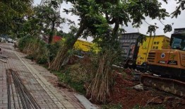 广州护林路爆料视频,揭秘城市绿化背后的故事