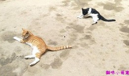 爆料圈养猫咪可以养吗视频,视频爆料背后的养猫之道