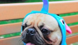 巴哥最新爆料新闻联播