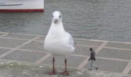 新闻爆料鸽子有多脏,鸽子为何成为“脏鸟”之谜