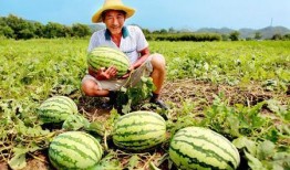 200万网红吃瓜,揭秘娱乐圈最新瓜田盛宴