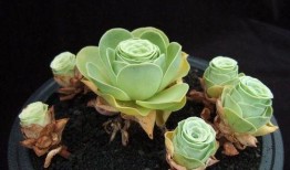 山地玫瑰网友爆料视频,揭秘神秘视频背后的惊人真相