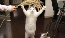 三人逗猫吃瓜视频下载免费,免费下载重温温馨瞬间