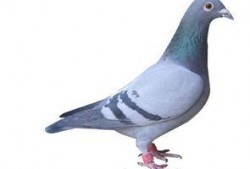 新闻爆料鸽子有多脏,鸽子为何成为“脏鸟”之谜