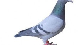 新闻爆料鸽子有多脏,鸽子为何成为“脏鸟”之谜