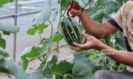 杭州吃瓜事件网红,网红争议背后的网络狂欢与反思