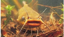 北极鲶鱼 爆料视频大全,独家爆料视频大盘点