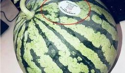 免费吃网红瓜,揭秘网络红人的幕后故事