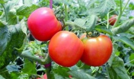 吃瓜林姐番茄免费小说,一场奇幻的阅读冒险