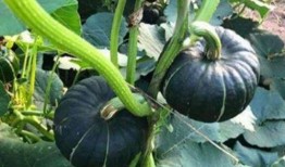 吃瓜吃到头上了网红,揭秘网络红人的崛起之路