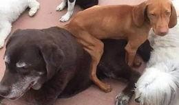 狗子的最新爆料是什么,揭秘娱乐圈惊人内幕