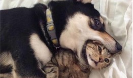 三人逗猫吃瓜视频下载免费,免费下载重温温馨瞬间