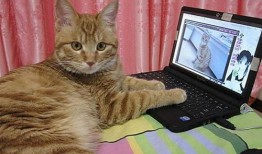 三人逗猫吃瓜视频下载免费,免费下载重温温馨瞬间