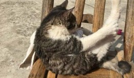 爆料圈养猫咪可以养吗视频,视频爆料背后的养猫之道