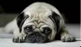 巴哥最新爆料新闻联播