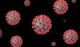 新冠冠状病毒最新爆料,病毒变异与全球防控策略再升级