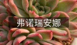 山地玫瑰网友爆料视频,揭秘神秘视频背后的惊人真相