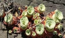 山地玫瑰网友爆料视频,揭秘神秘视频背后的惊人真相