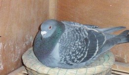新闻爆料鸽子有多脏,鸽子为何成为“脏鸟”之谜