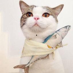 娱乐吃瓜君七七猫咪,娱乐吃瓜君的萌宠日常