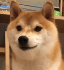 吃瓜表情包gif可爱图片,吃瓜表情包GIF可爱瞬间大盘点