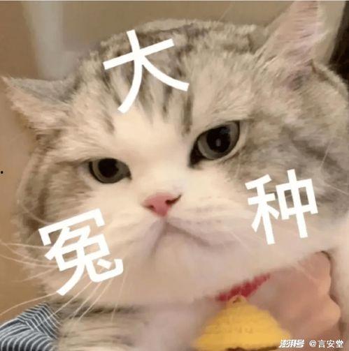 娱乐吃瓜猫金星,娱乐圈的麻辣吃瓜猫，揭秘幕后风云