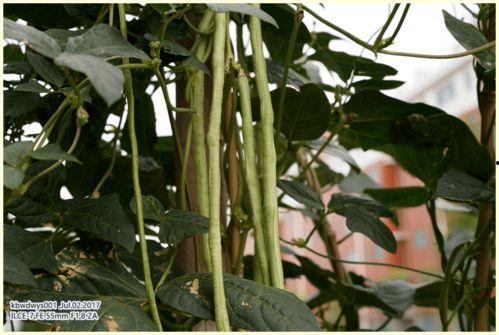 娱乐吃瓜酱竹子的生长速度,吃瓜酱竹子成焦点